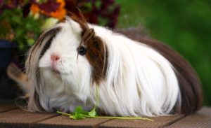 best peruvian guinea pig