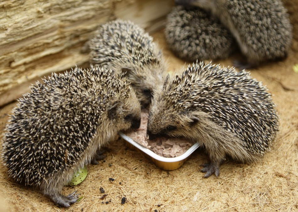 Hedgehogs Feed