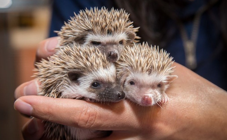 Three Baby Hedgehog Cute