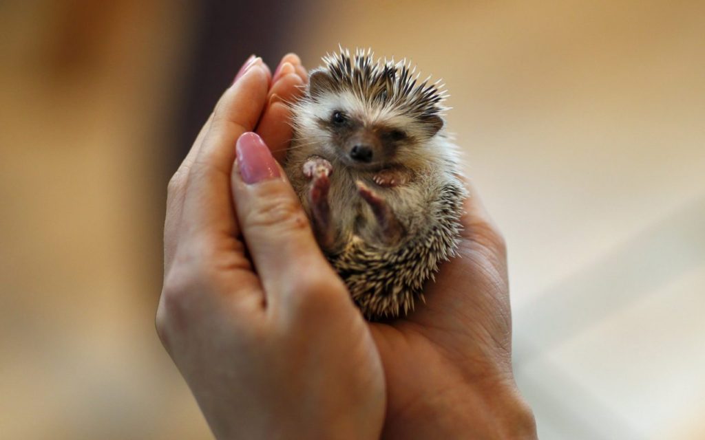 Hedgehog as a Pet