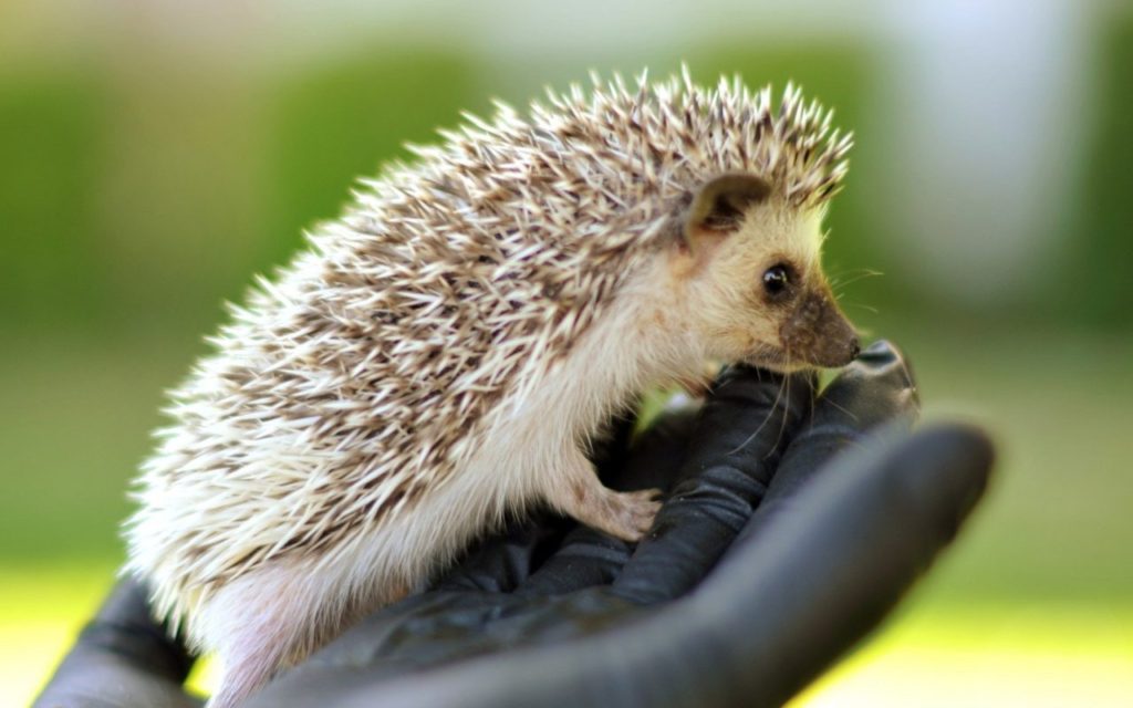 Baby Hedgehog Walk