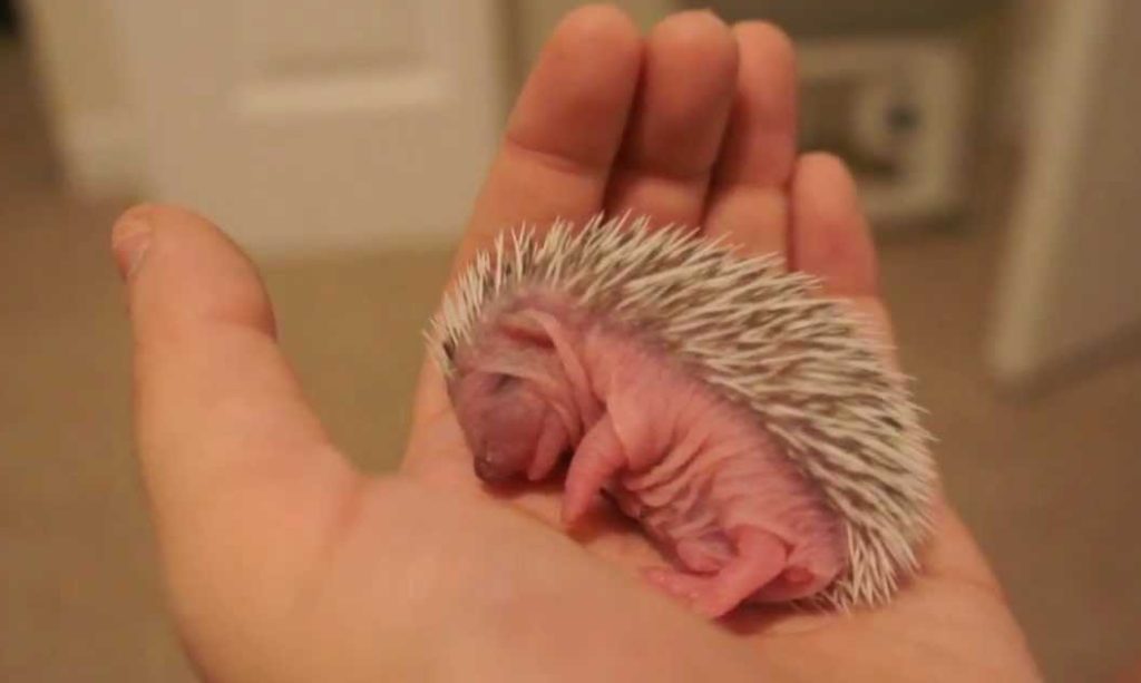 Baby Hedgehog Sleep