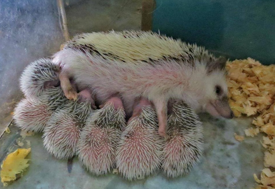 Hedgehog being Breastfeeding