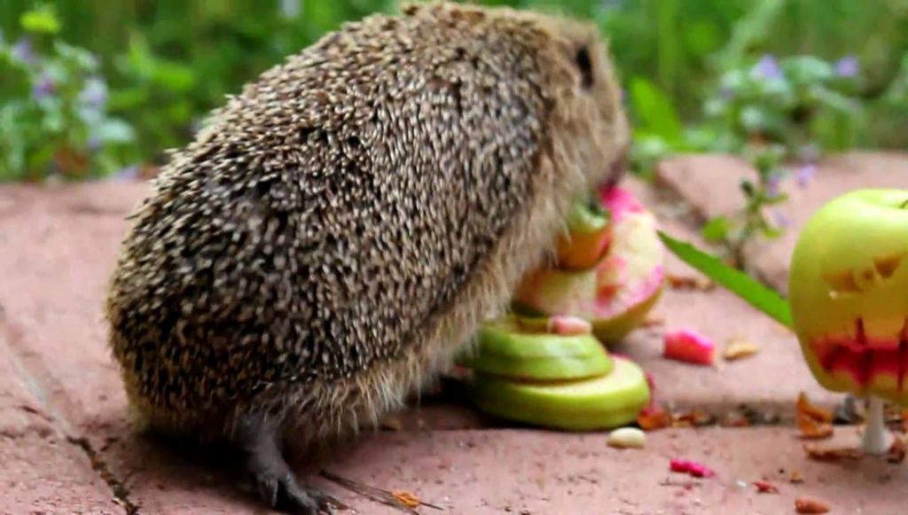 hedgehogs eating apple
