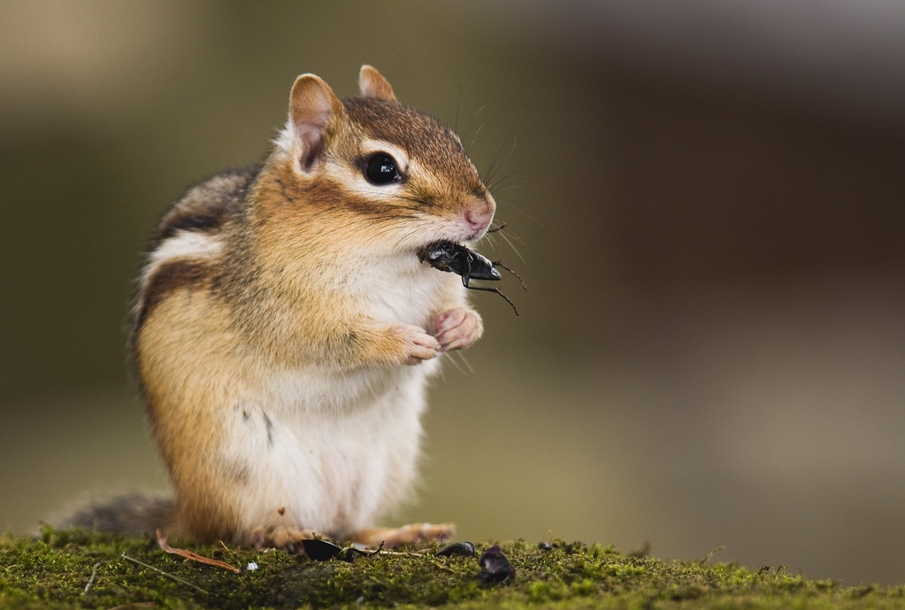chipmunk eats insects