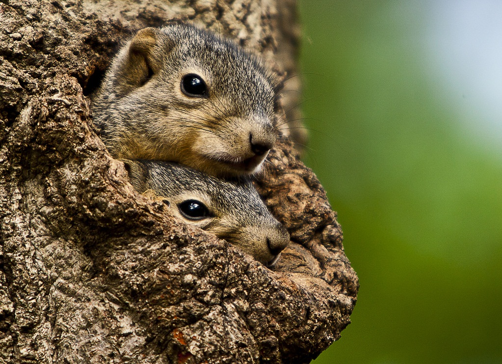 Two Squirrels