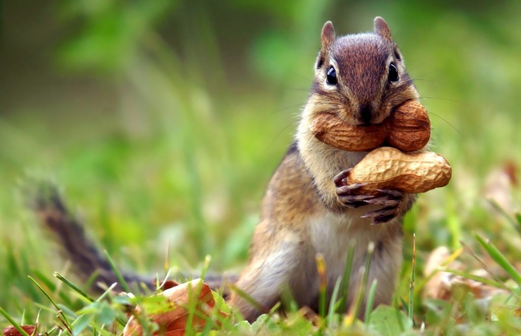 Squirrel love nuts
