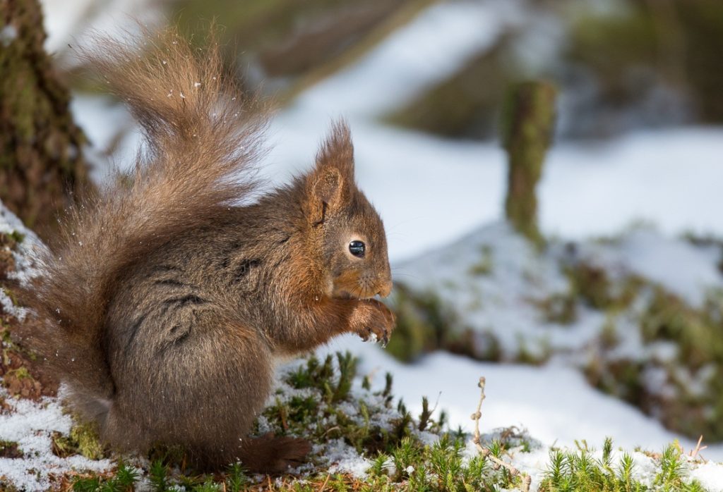 Red Squirrels in the Snow