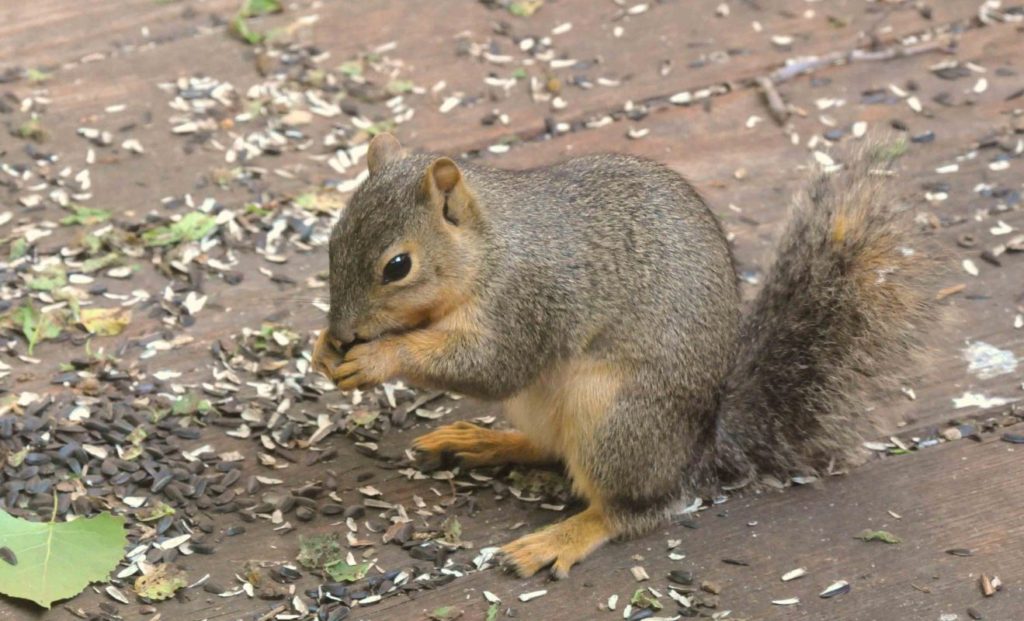 Squirrels eating sunflower seeds