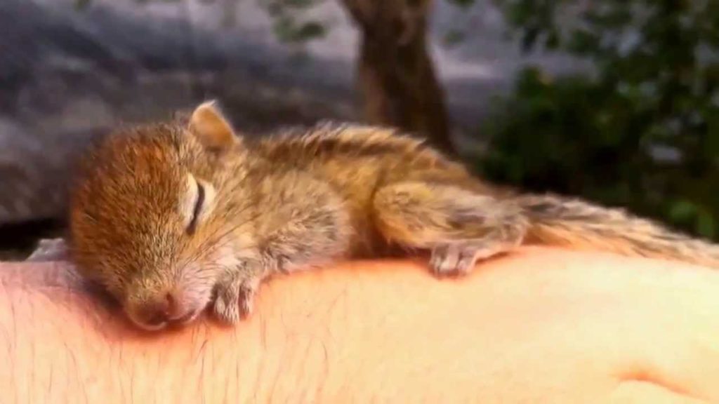 baby squirrels sleep