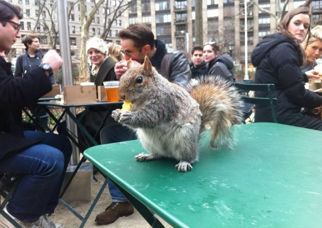 squirrels eating Shake Shack