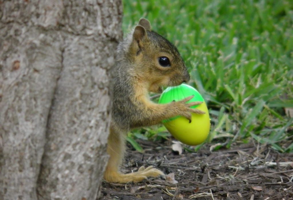 squirrels eating egg