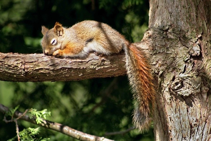 squirrel_napping