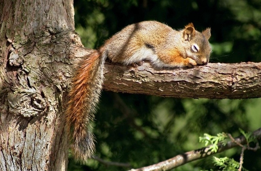 squirrel napping