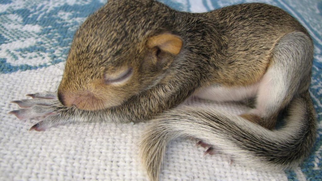 where do squirrels sleep