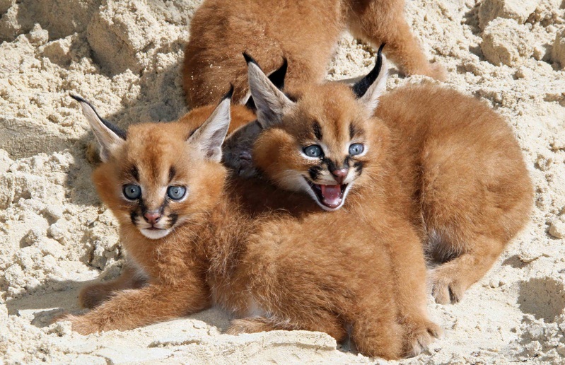 Important Facts About Caracal Pet You Need To Know