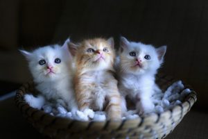 baby cats images
