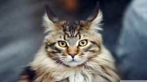cutes maine coon cat