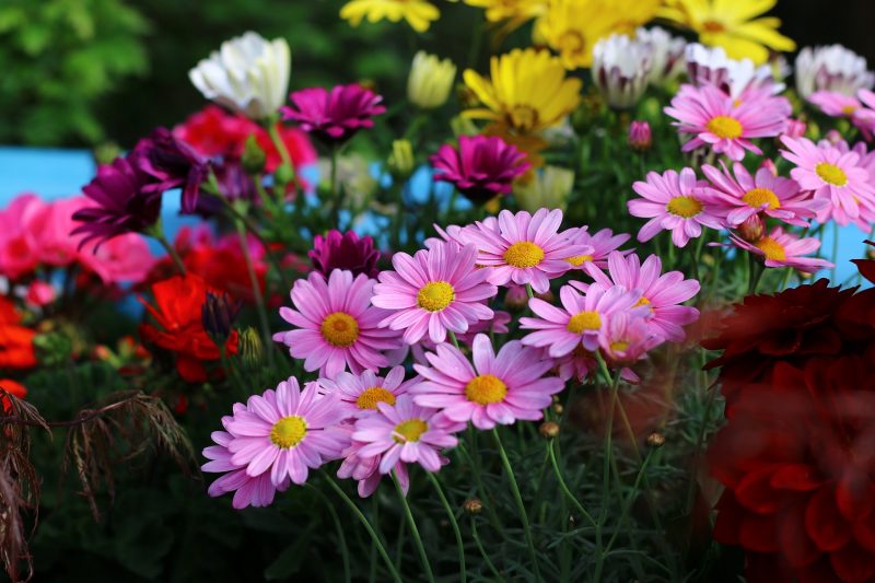 6 Beautiful Daisy Flower Types and How to take Care of them