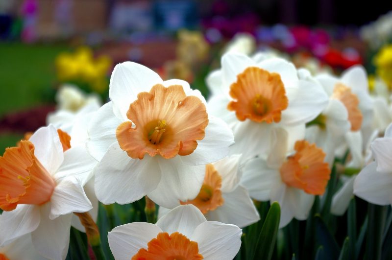7 Important Narcissus Flower Facts for Successful Growing