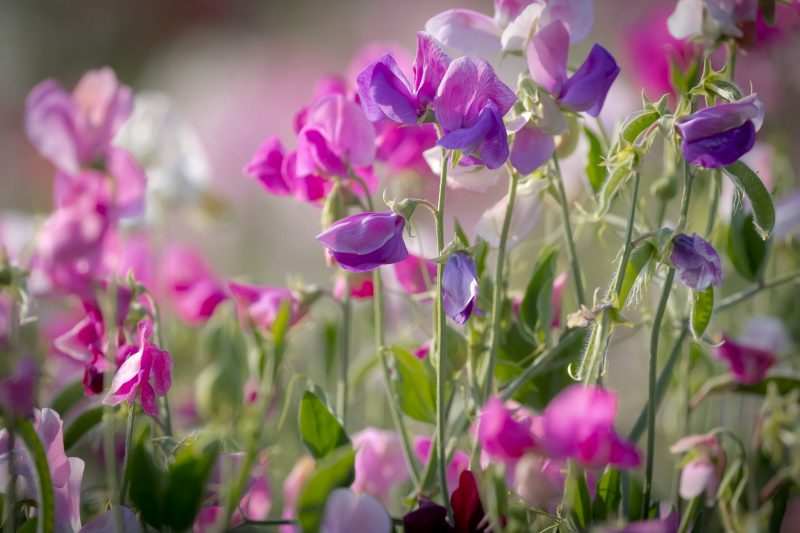 7 Pretty Sweet Pea Flowers Facts and Growing Tips