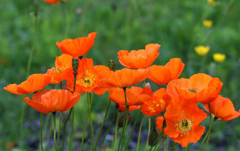 5 Best Poppy Flower Types for Arrangement in Your Garden