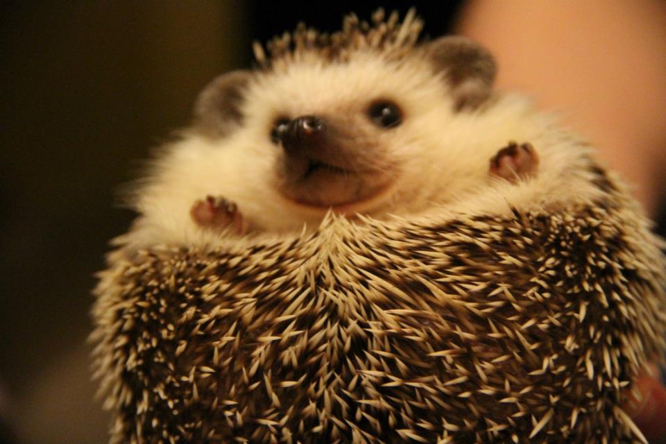 Little baby hedgehog