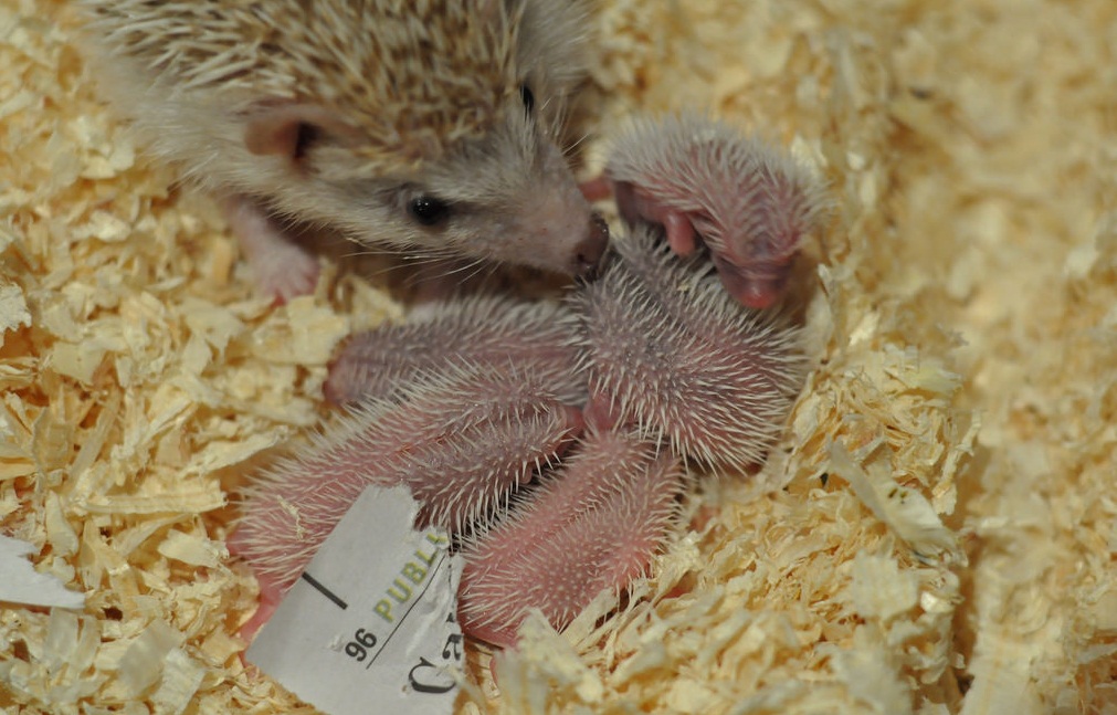Female Hedgehog Pregnancy