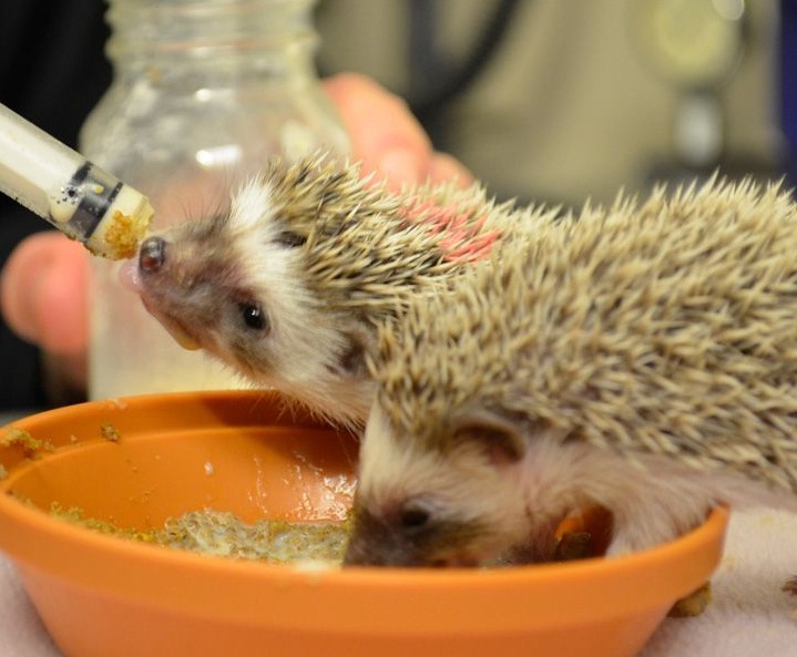 Feeding Baby Hedgehog