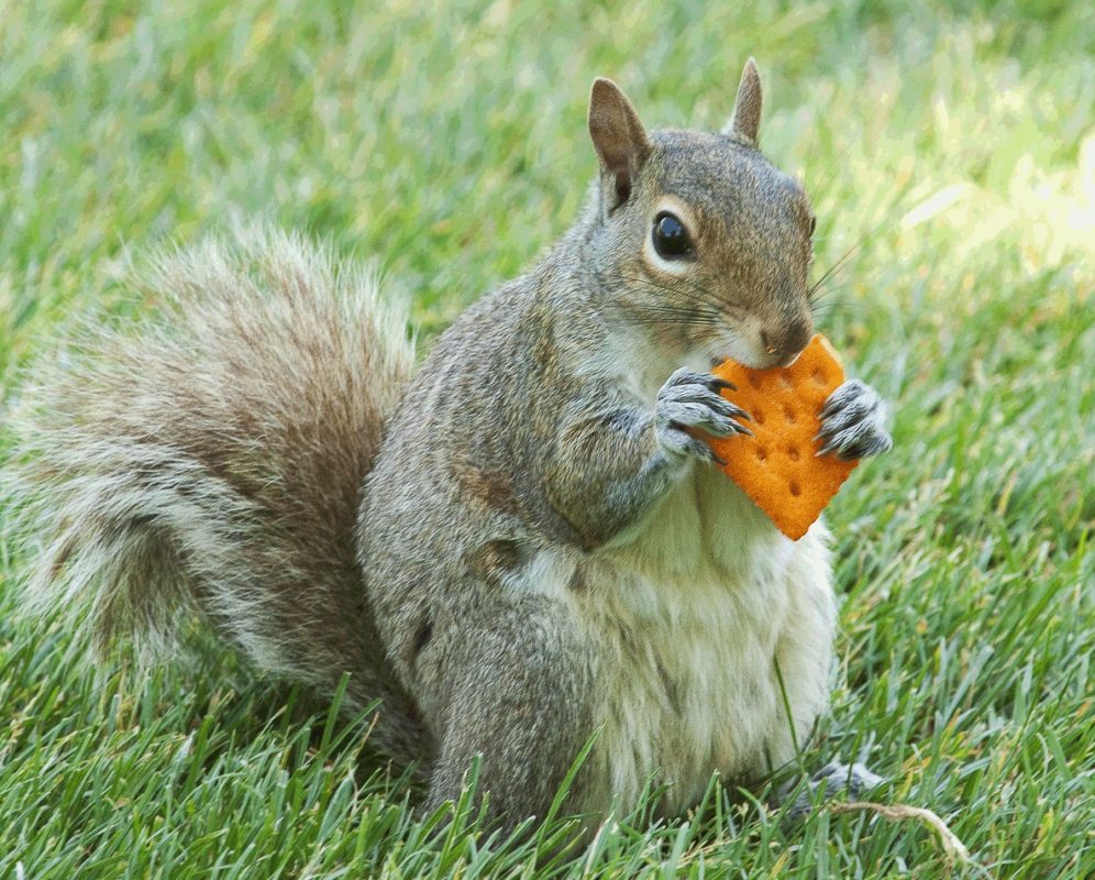 squirrels eating cheese biscuits
