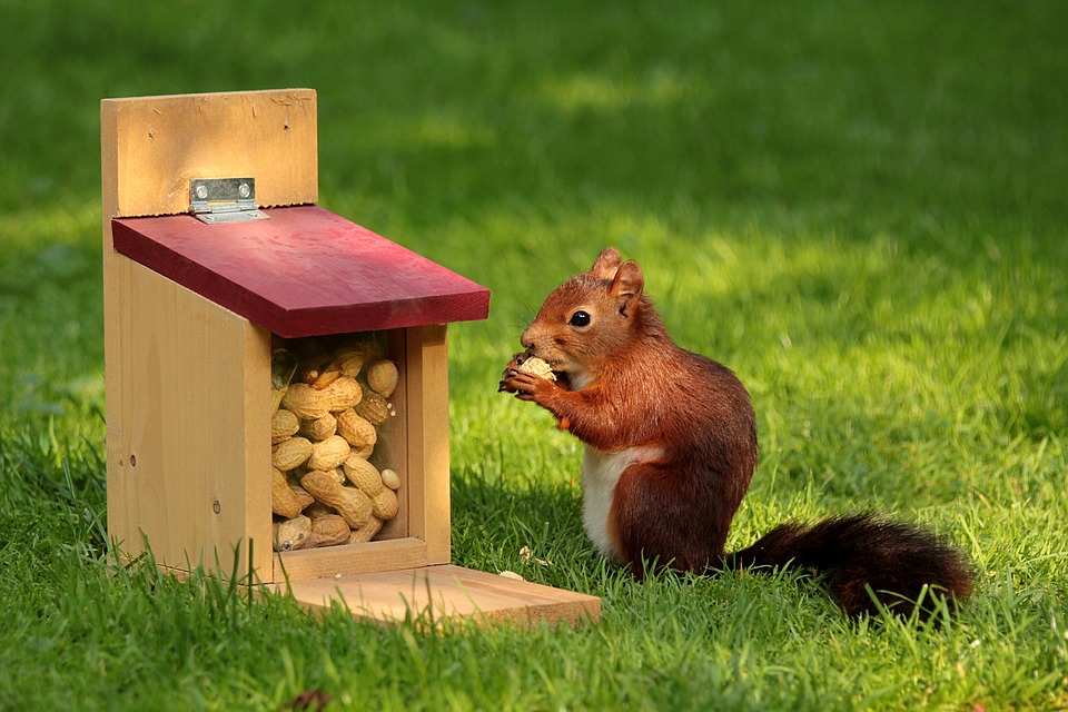 squirrels eating nuts
