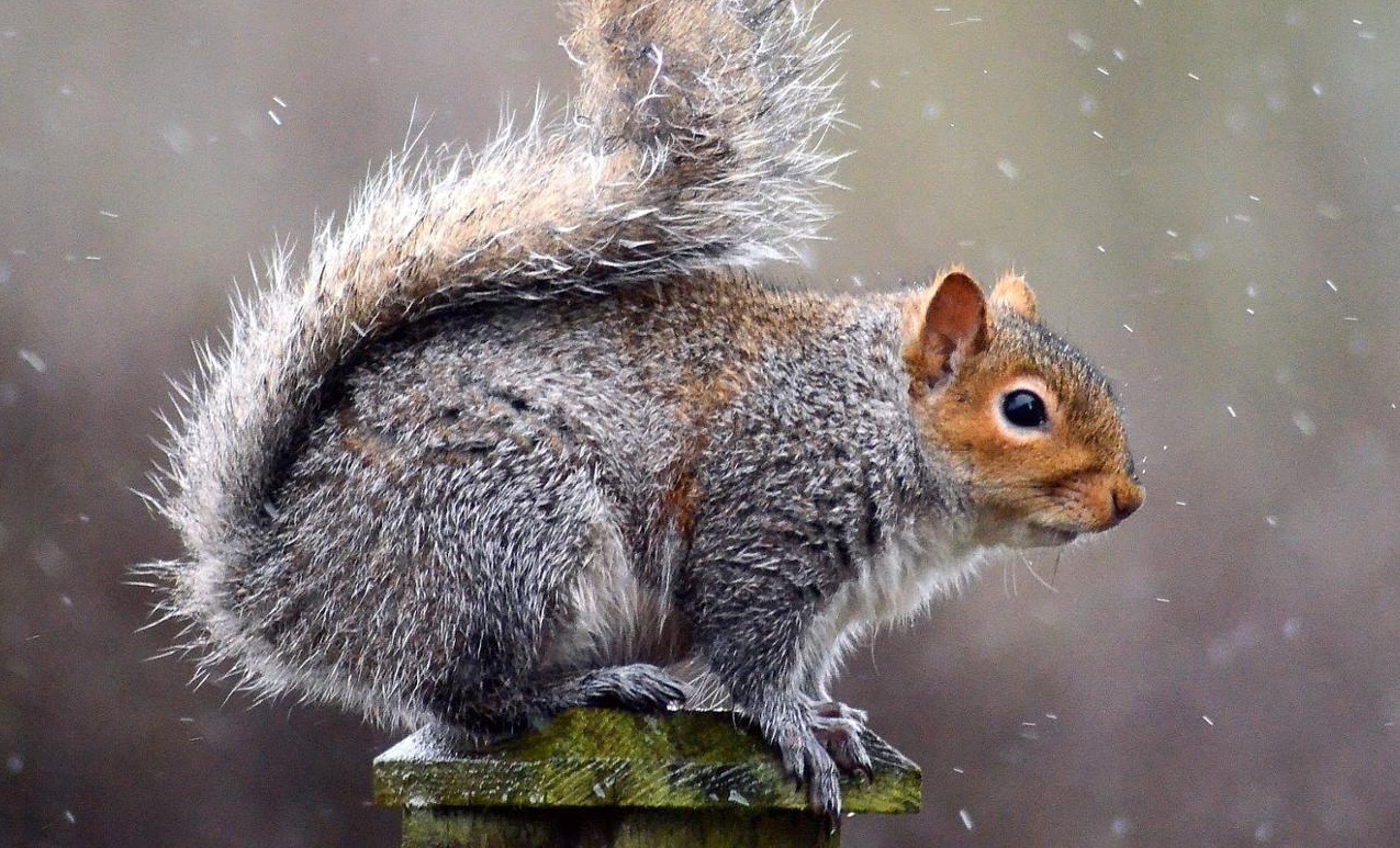 How Do Squirrels Hibernate in The Winter?