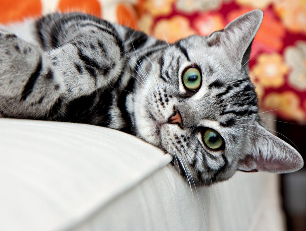 7 Facts About American Bobtail Cats You Have To Know