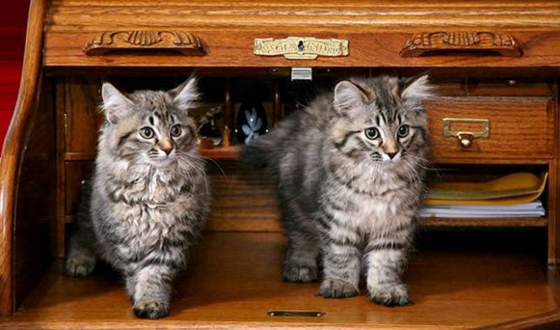 american bobtail kittens