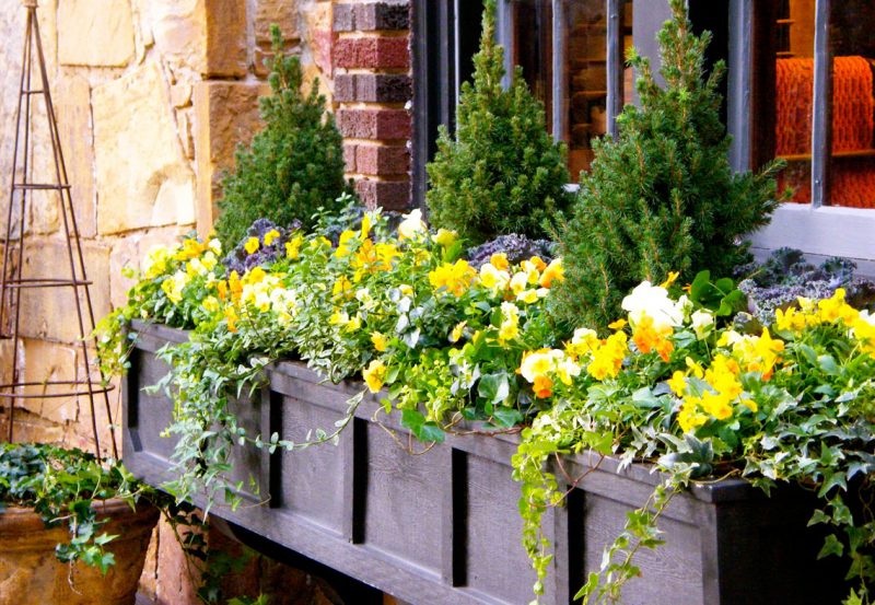 Flower Window Boxes images