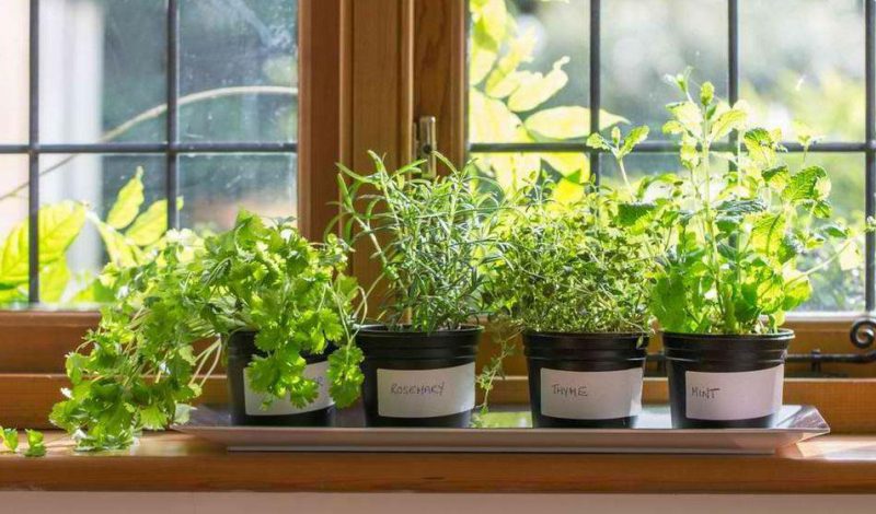 simple pot herb garden images
