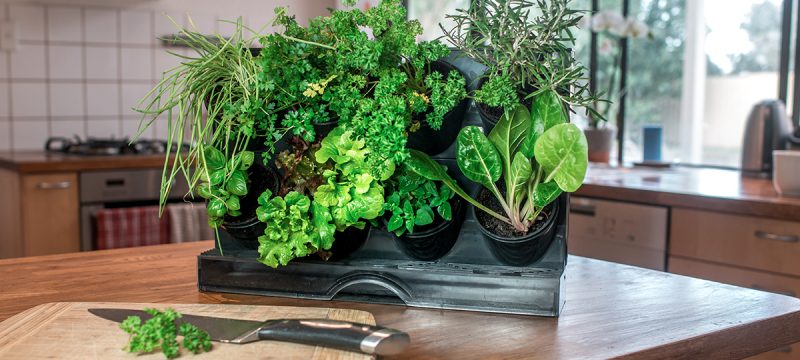 small kitchen herb plants