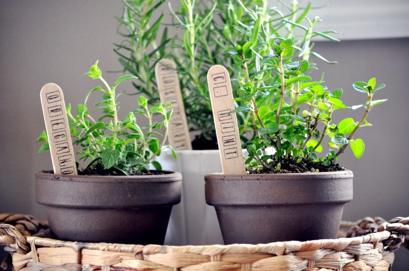 Indoor Herb Garden ideas