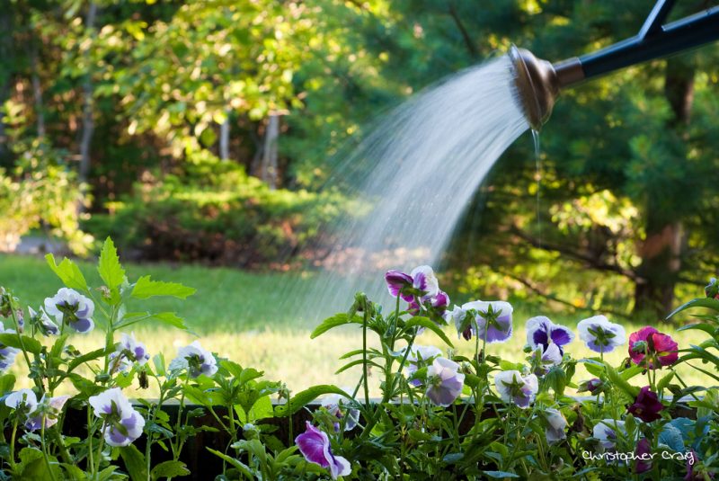 Conserving Water When Gardening