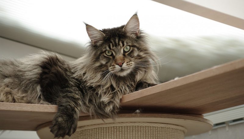 maine coon brown