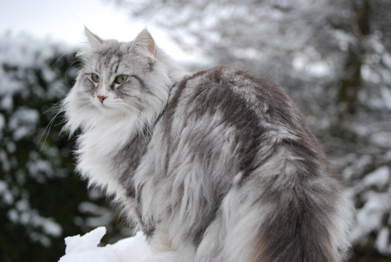 Big size norwegian forest cat