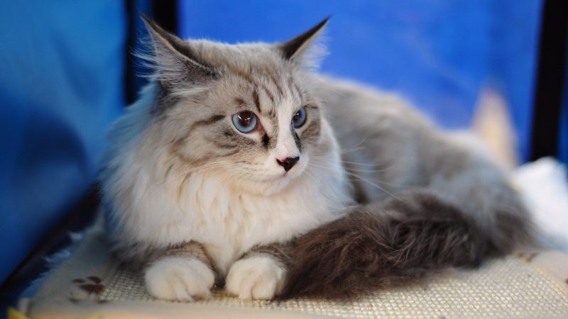 Maine Coon Black White Silver
