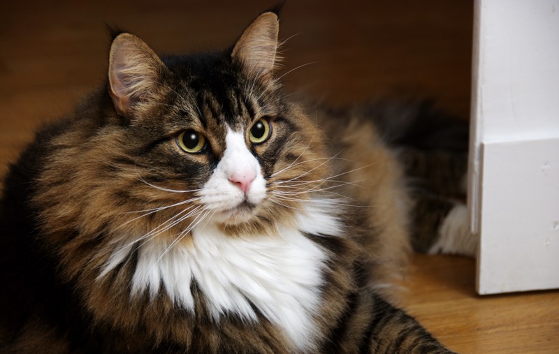 10 Things You Must Know About The Norwegian Forest Cat Before You Get One