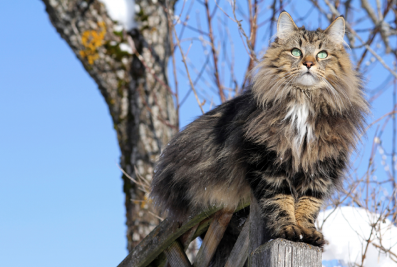norwegian forest cat climbing