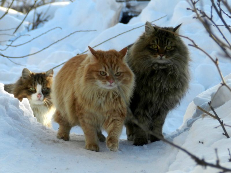 norwegian forest cat images