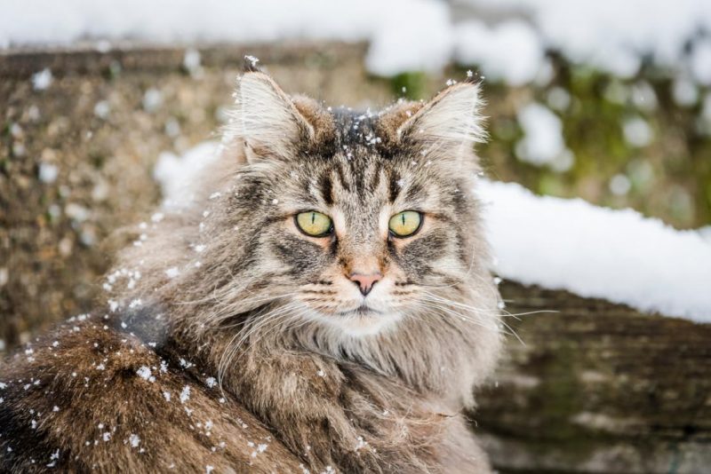 Norwegian Forest Cat in snowy forest