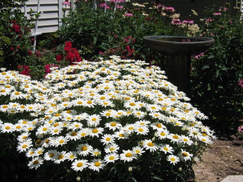 Daisy Flower Garden Tips