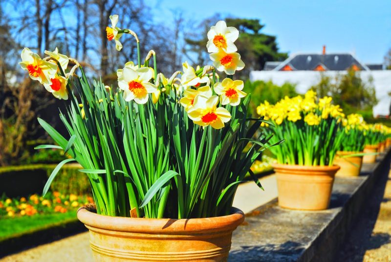 Guide to Planting Dafoddil Flower 