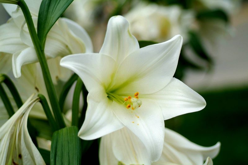 white Lily flower