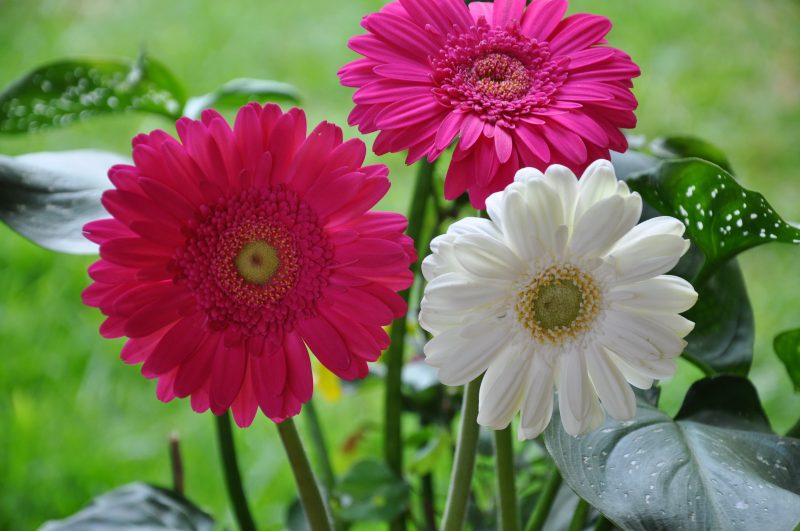 gerbera flower images